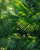 Closeup of a vibrant, tropical evergreen forest, photorealistic, natural lighting ,digital photography,Prime Lenses