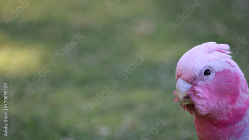 Partial head of Galah (pink and grey cockatoo or parrot), with copy space towards left, making it ideal for use in environmentally related, or bird (Ornithology) related topics. photo