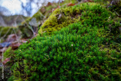 Detail of area of green moss in the forest.