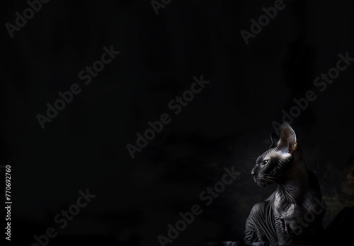 Domestic cat Sphynx on a black background
