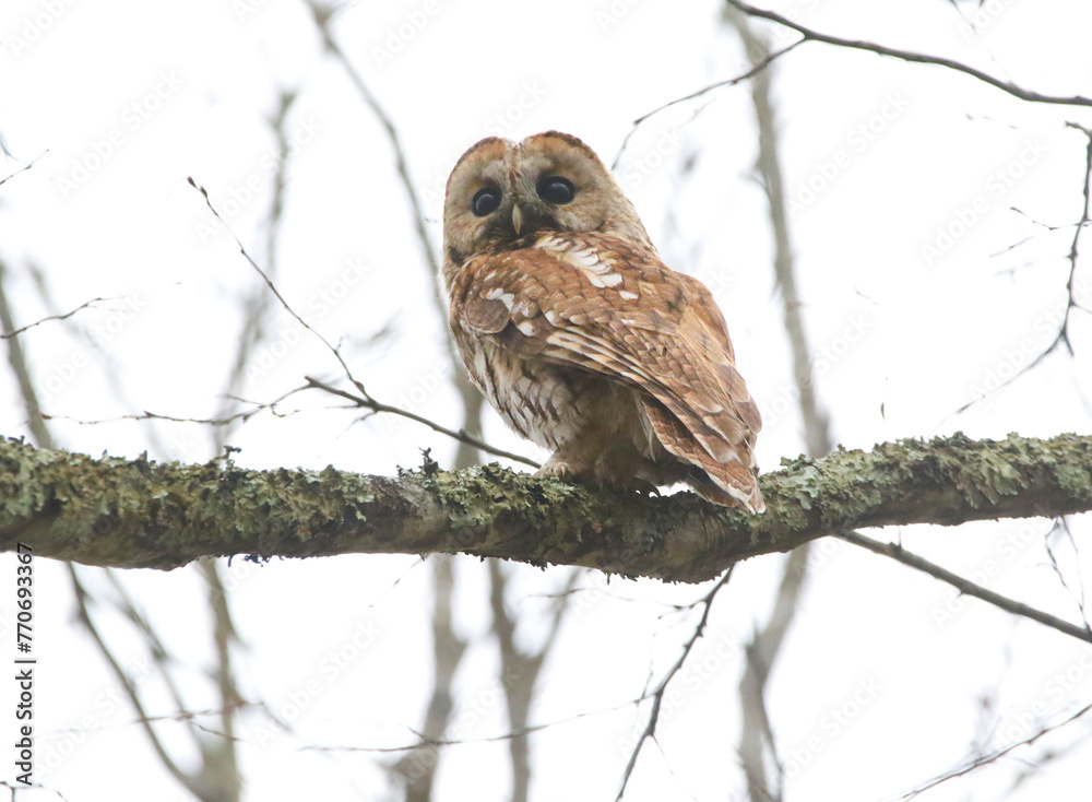 Tawny Owl