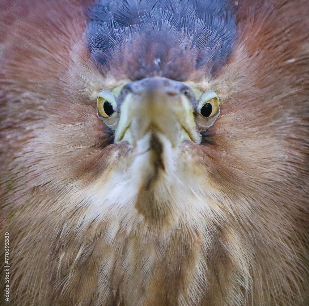 Little Bittern