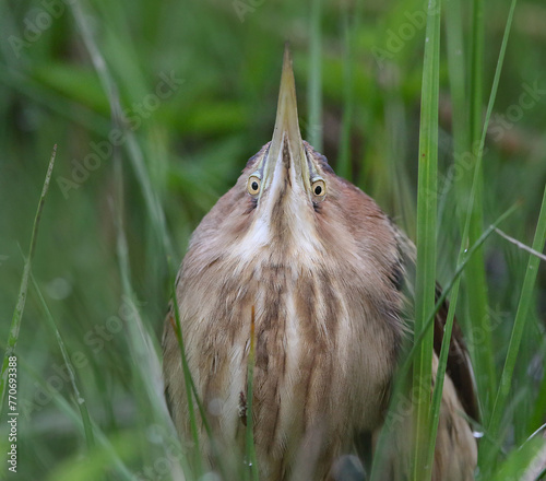 Obraz na płótnie Little Bittern w salonie
