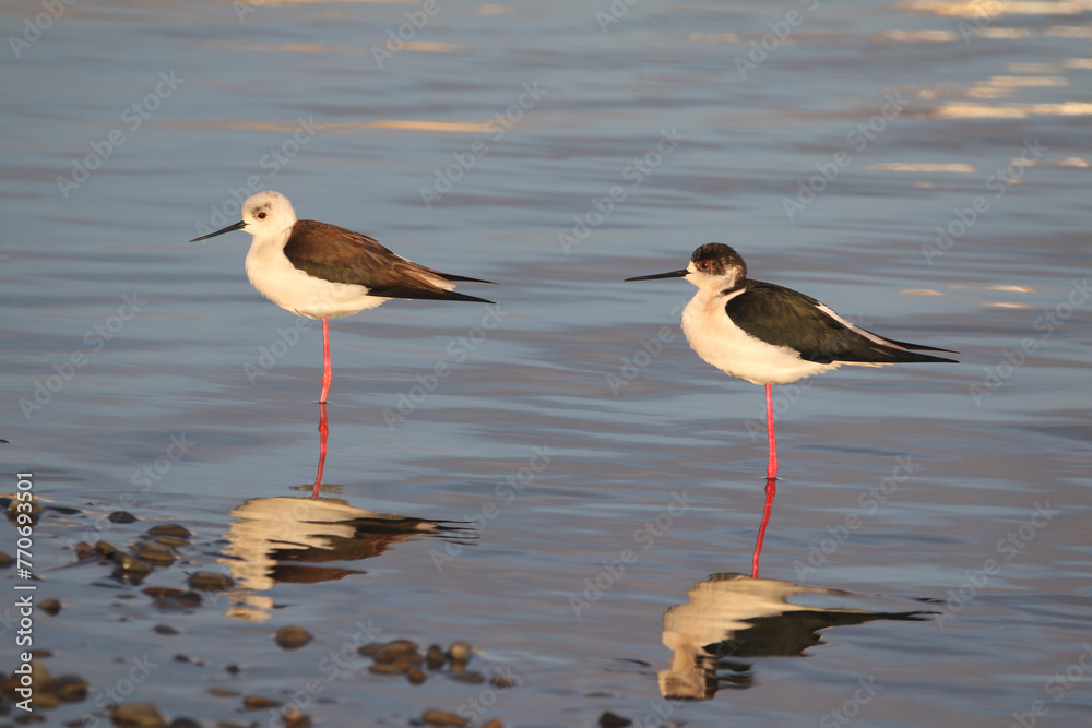 Black-winged Stilt