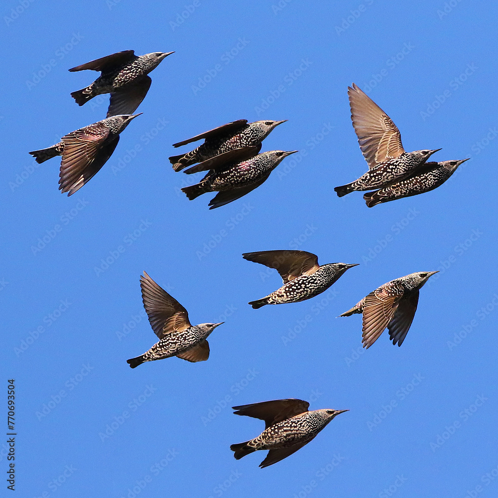 Common Starling