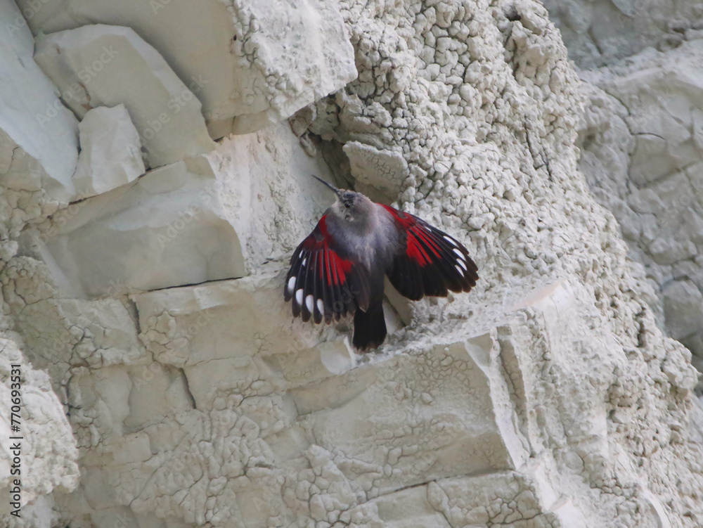 Wallcreeper.
