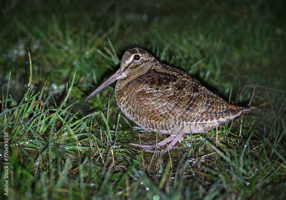 Eurasian Woodcock