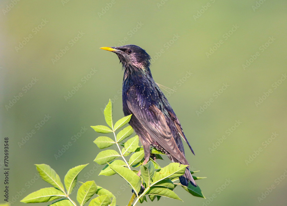 Common Starling