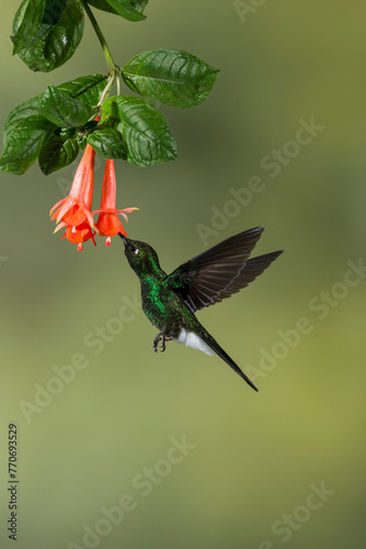 Tourmaline Sunangel (Heliangelus exortis) hummingbird feeding on flower, Ecuador, South America photo