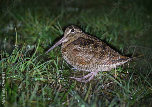 Obraz na płótnie Eurasian Woodcock w salonie