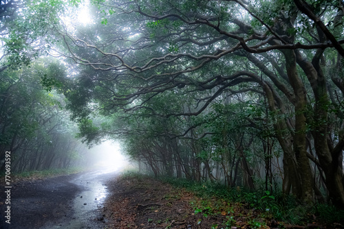伊豆大島の霧の森、こもれびトンネル photo