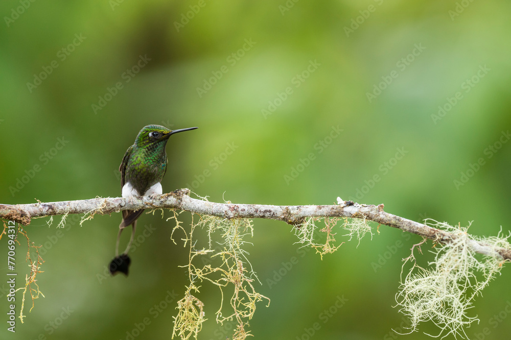 Fototapeta premium Booted Racket-tail hummingbird (Ocreatus underwoodii) perched on a branch in the Tandayapa Valley ,Ecuador, South America - stock photo