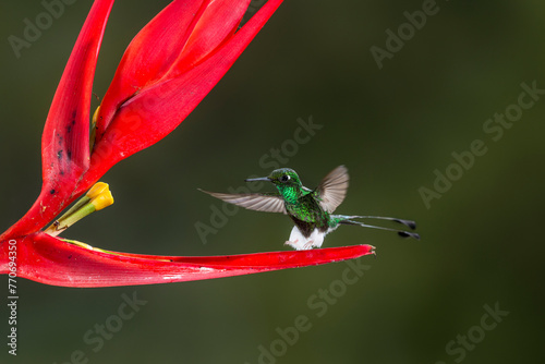 Booted Racket-tail hummingbird (Ocreatus underwoodii) feeding at a flower while flying at the Wildsumaco reserve in eastern Ecuador