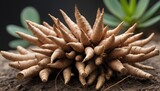 Fingerroot, Chinese ginger, Chinese key called rhizome. with clumps of roots It is a place that collects food, succulents, cylindrical shape with a slender tip