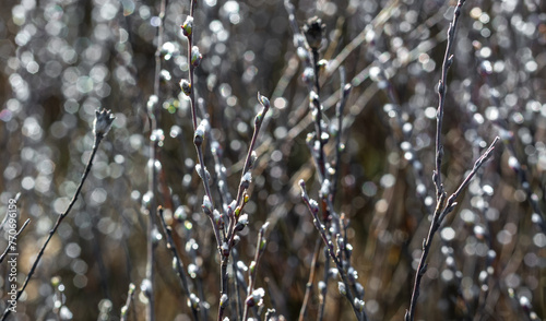 The willow blooms in small, fluffy balls in early spring.