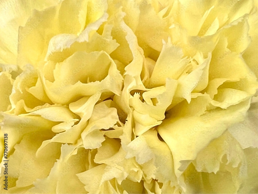 Close up yellow carnations petals red orange flower and reflections Close up yellow carnations petals red orange flower and reflections
