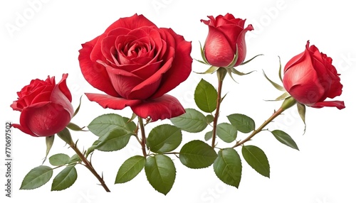 Large red rose isolated on a white background. Spring Flower. Design element
