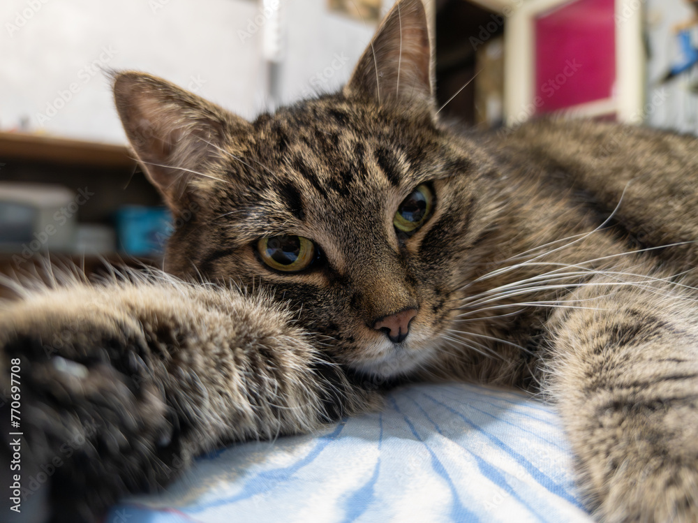 Gray tabby female cat on a bed, wide angle closeup view with paw stretched toward camera.