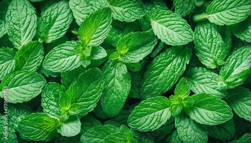 Mint leaves background. Green mint leaves pattern. Top view nature background with spearmint herbs