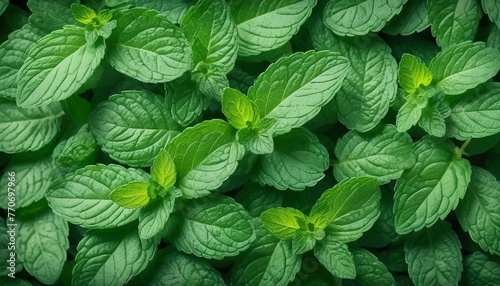 Mint leaves background. Green mint leaves pattern. Top view nature background with spearmint herbs