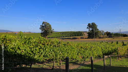 Australian flag flying over a vineyard in the Yarra Valley of Victoria, Australia photo