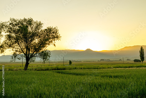 Serene sunset over a lush field with a solitary tree, casting a peaceful silhouette against a mountain backdrop.
