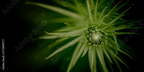 Green Bud