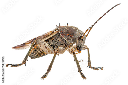 Close up of Grasshopper Insect isolated on transparent png background  entomology collection  anatomy of insect concept.