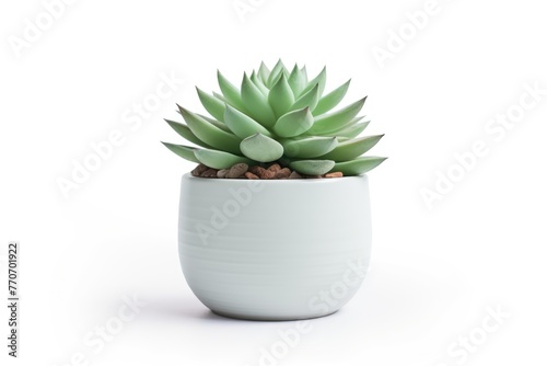 Succulent in Pot isolated on white background, Echeveria close-up. © Natallia