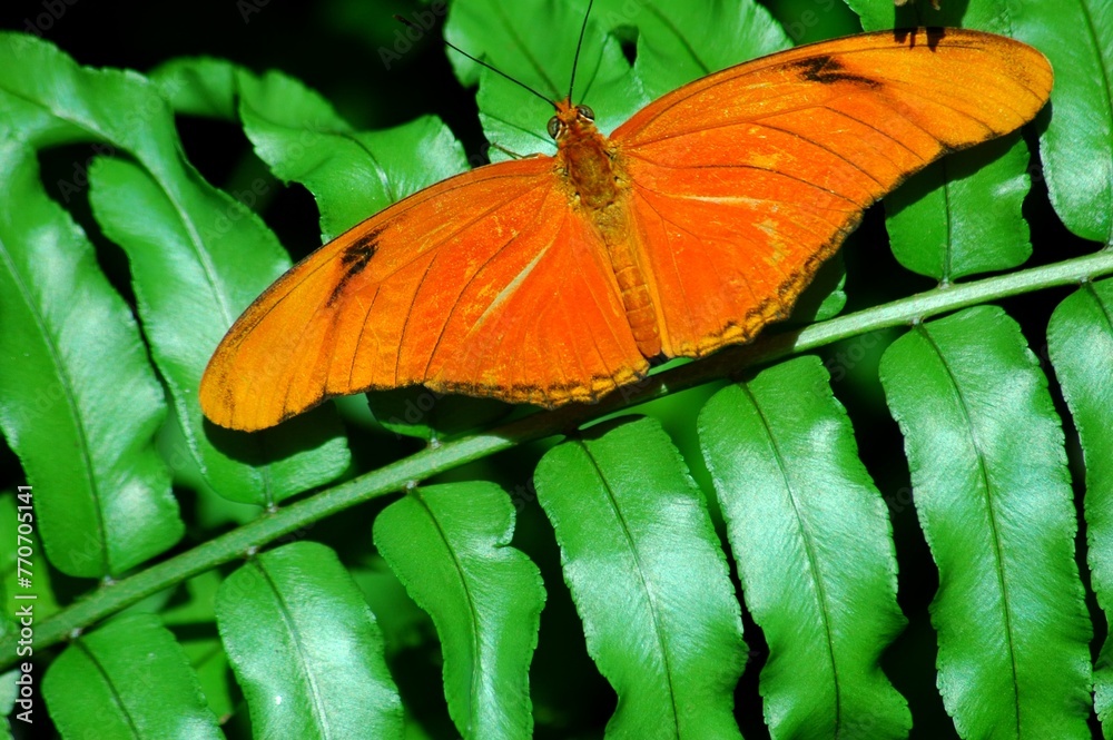 butterfly on leaf - obrazy, fototapety, plakaty 
