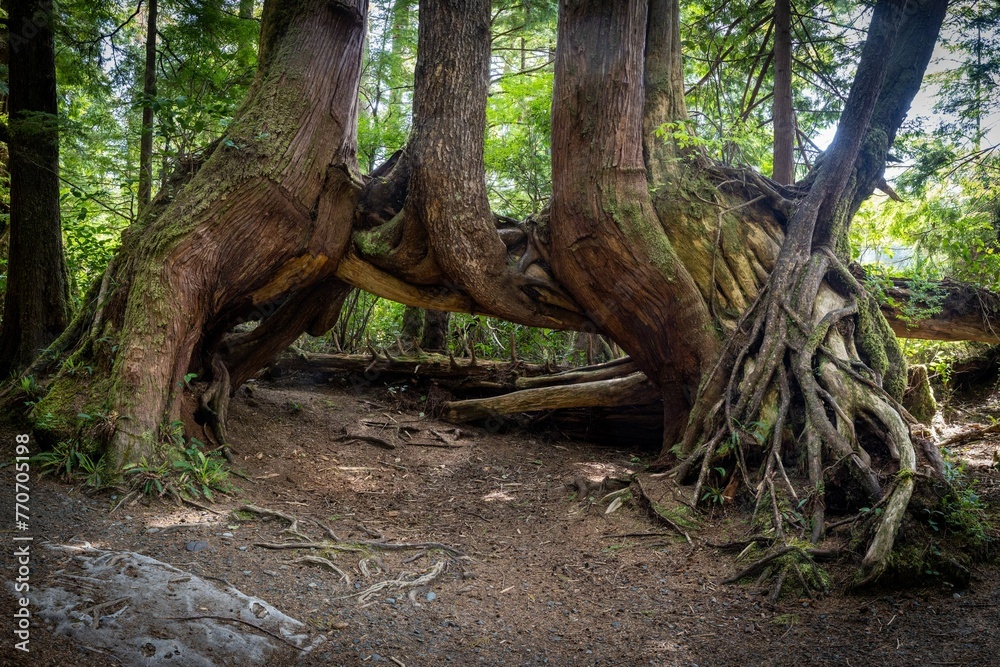 Giant Trees Along The Path To San Josef Bay Giant Trees Along The Path To San Josef Bay