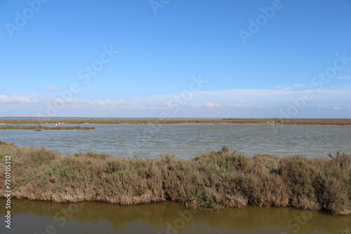 Landscape in the Camargue National Preserve, the Vaccarès Pond. Arles, Provence, France. Water, flamingoes, blue sky. Samphire, sea asparagus, glasswort, pickleweed in the foreground.