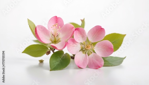 pink apple flower on white background