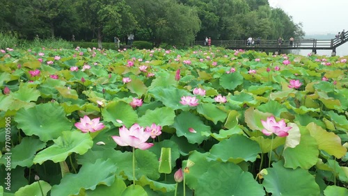 Closeup footage of the lotus plants on Xianghu Lake in Zhejiang province on a cloudy day in China photo