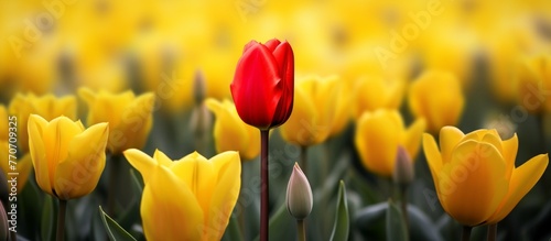 A red tulip blooms brightly among a field of yellow tulips in the natural landscape. The vibrant flower stands out in the meadow of grass  creating a colorful closeup scene