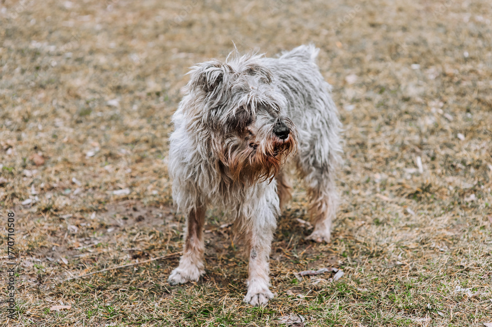 Photo of a beautiful purebred old, gray, overgrown, hairy Miniature Schnauzer dog in nature. Portrait of a pet on a lawn in the forest.