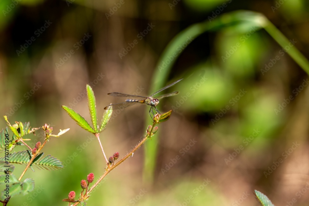 Dragonfly on a thin twig, taking in its surroundings with its large eyes. Dragonfly on a thin twig, taking in its surroundings with its large eyes.