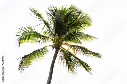 Lone palm tree silhouette, fronds swaying gently, against a white background. © Shamsher