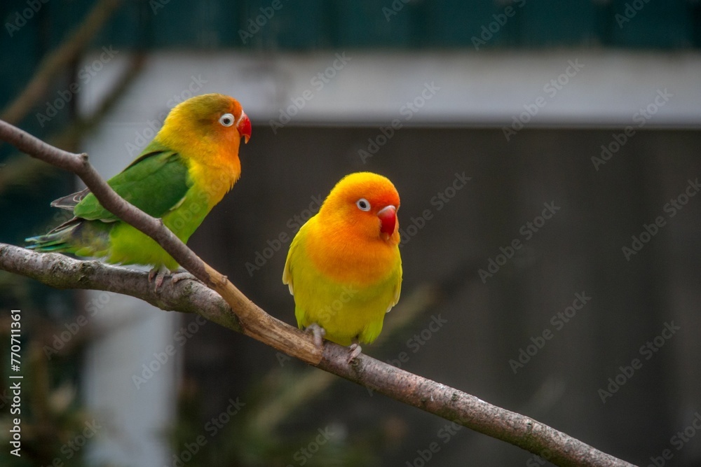 Fototapeta premium two lovebirds perched on a tree limb in their natural habitat