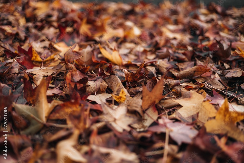the ground of leaves covered in brown and red leaves that are on the ground - obrazy, fototapety, plakaty 