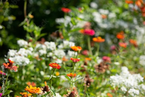 Picturesque landscape of an array of colorful flowers and shrubs in a garden.