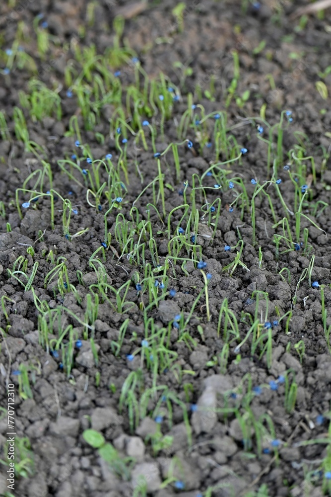 Vertical closeup shot of tiny green blue wildflowers sprouting out of the soil - obrazy, fototapety, plakaty 