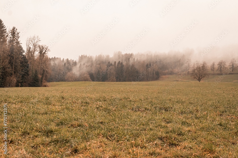 Outdoor scene featuring a grassy field with lush green trees hidden in the fog. Switzerland. - obrazy, fototapety, plakaty 