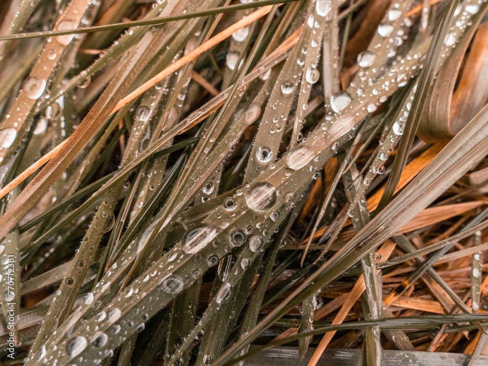 Close-up shot of water droplets on grass after rain. Close-up shot of water droplets on grass after rain.