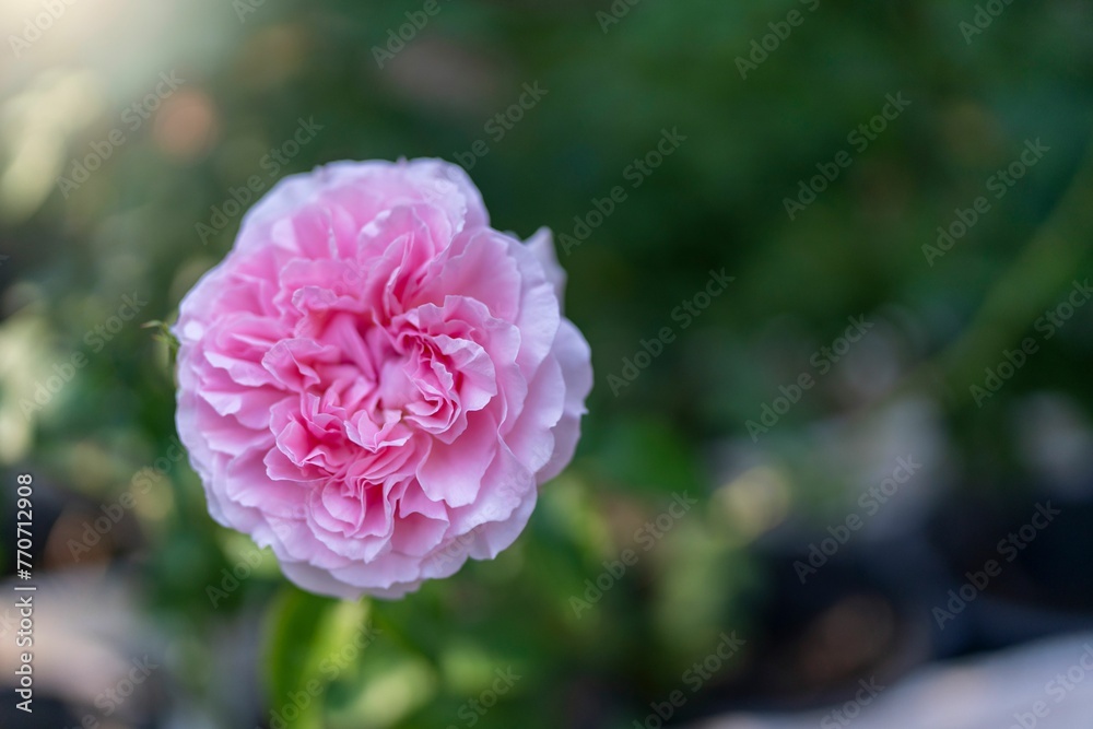Closeup of a blooming beautiful garden rose flowers - obrazy, fototapety, plakaty 