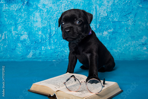 American Staffordshire Bull Terrier dogs puppy with book on blue background