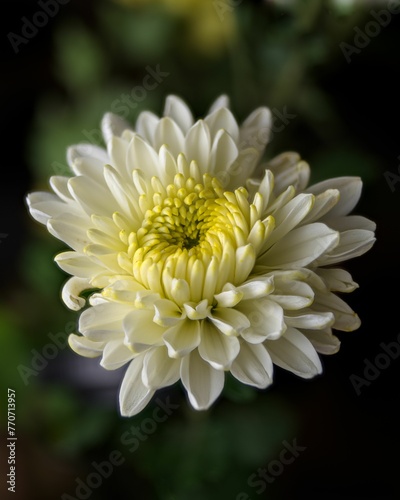 Closeup shot of a vibrant yellow and white wildflowers with a dark, moody background