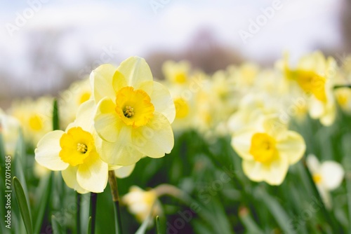 Close-up shot of a vibrant bunch of yellow daffodils blooming in lush, green garden setting.