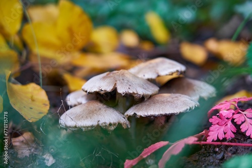 some mushrooms are on the ground among leaves and flowers together photo