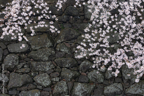 城跡の石垣と桜